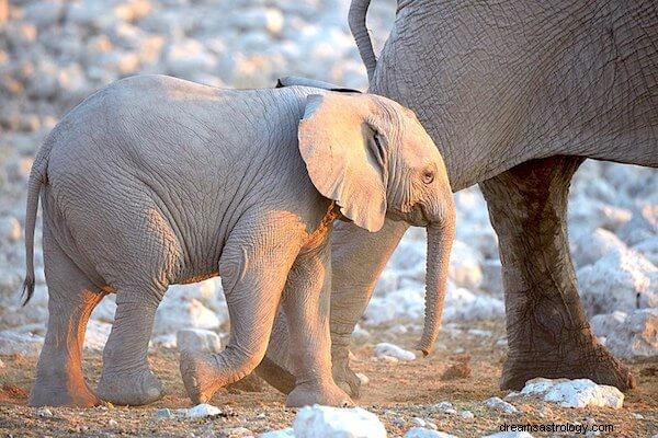 Droom babyolifant Betekenis:wat betekent het als iemand droomt over babyolifanten?