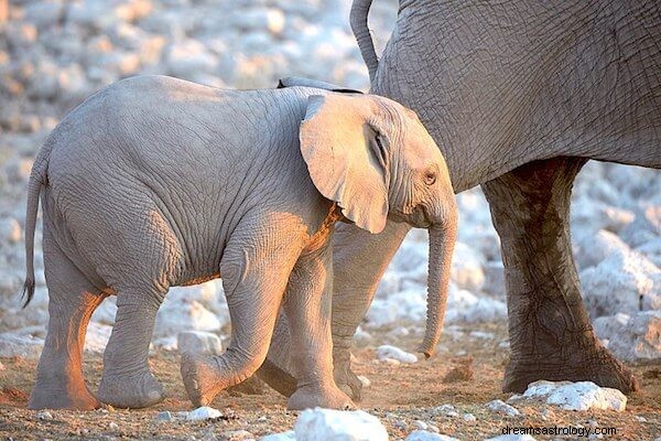 Il sogno di un cucciolo di elefante Significato:cosa significa se uno sogna un cucciolo di elefante?