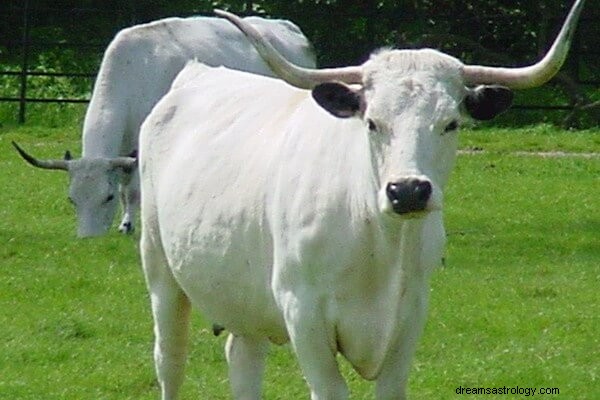 Ver una vaca blanca en soñar Significado:¿Qué significa ver una vaca blanca en un sueño?