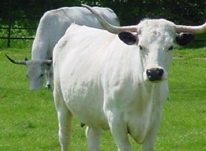 Vidět bílou krávu ve snu Význam:Co to znamená vidět bílou krávu ve snu?