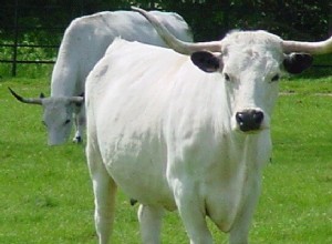 Voir une vache blanche dans un rêve Signification :Que signifie voir une vache blanche dans un rêve ?