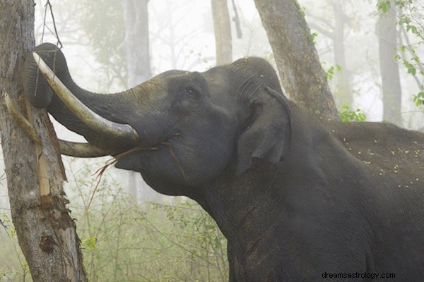 At se vred elefant i drømmebetydning:Hvad betyder det, når du drømmer om vred elefant? 