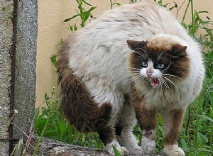 At se vred kat i drømmebetydning:Hvad betyder det, når du drømmer om, at en kat gør dig ondt?