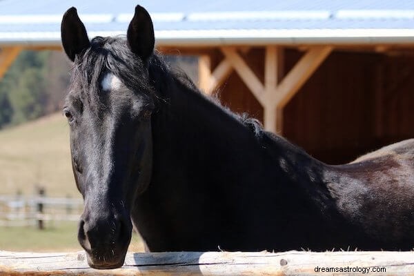 Black Horse Dream Betydning:Hva betyr det å drømme om en svart hest?