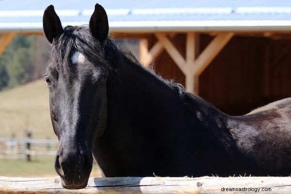 Black Horse Dream Betydning:Hvad vil det sige at drømme om en sort hest?