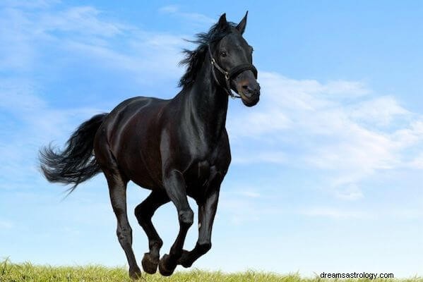 Black Horse Dream Betydning:Hvad vil det sige at drømme om en sort hest?