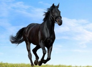 Black Horse Dream Betydelse:Vad betyder det att drömma om en svart häst?