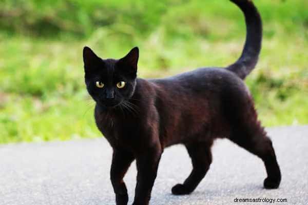 Black Cat Dream Betydning:Hvad er den symbolske betydning af en sort kat?