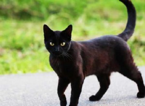 Signification du Rêve de Chat Noir :Quelle est la signification symbolique d un chat noir ?