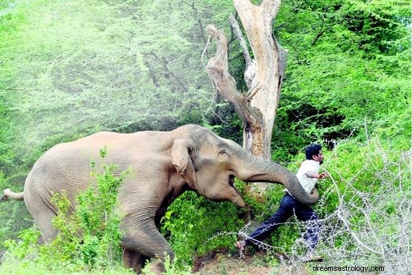 Drömmening av Elephant Chasing You:Låt oss tolka det!