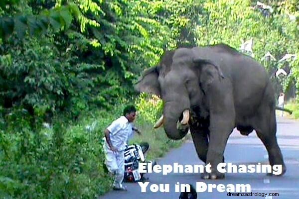 Drömmening av Elephant Chasing You:Låt oss tolka det!