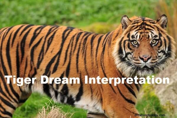 Tigerdrömtolkning:Vad betyder det?