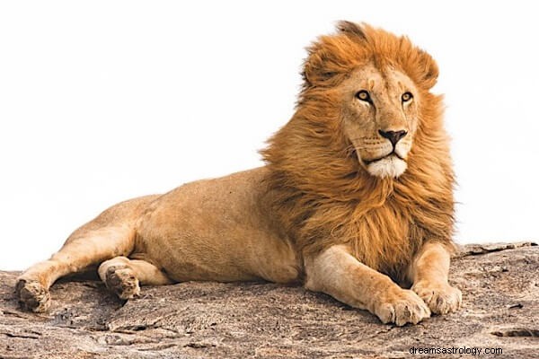 Interpretação do sonho do leão:o que isso significa?