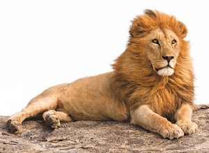 Interpretación del sueño del león:¿qué significa?