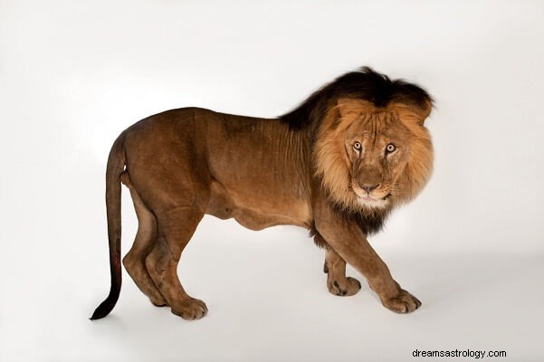 Ερμηνεία ονείρου λιονταριού:Τι σημαίνει;