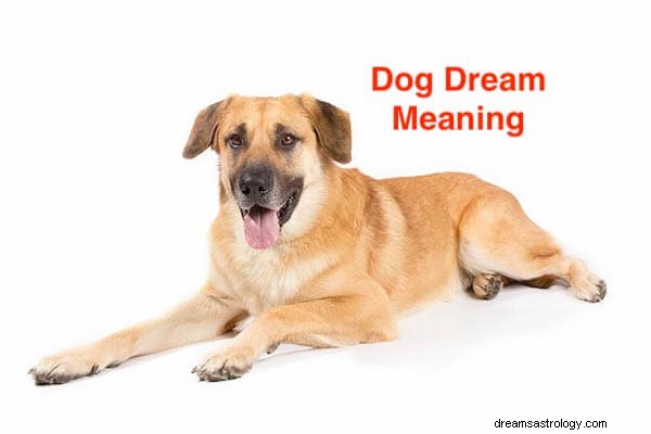 Hondendroom Betekenis:laten we hondendroom interpreteren!