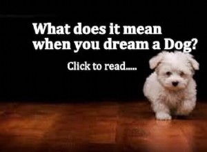 Significado del sueño del perro:¡interpretemos el sueño del perro!