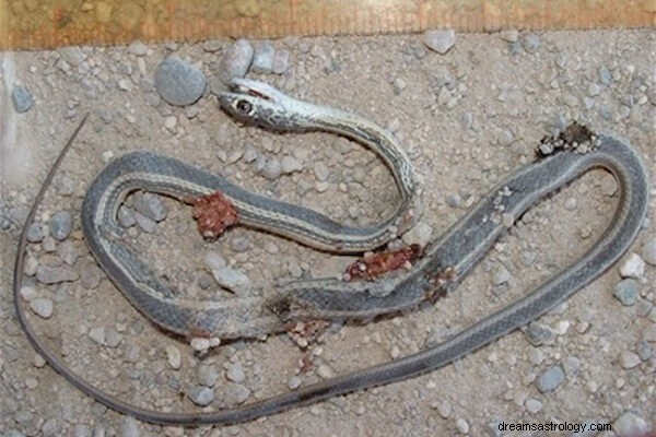 Matar una serpiente en tu sueño Significado e interpretación