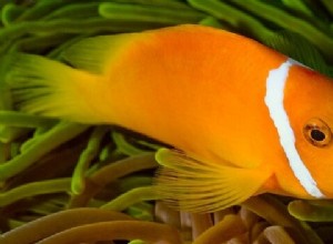 魚の夢の意味と夢の解釈：それはどういう意味ですか?