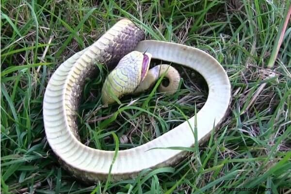 Význam a výklad snu mrtvého hada:Pojďme si porozumět