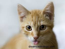 Kattedrøms betydning og fortolkning:Hvad symboliserer drømme om katte?