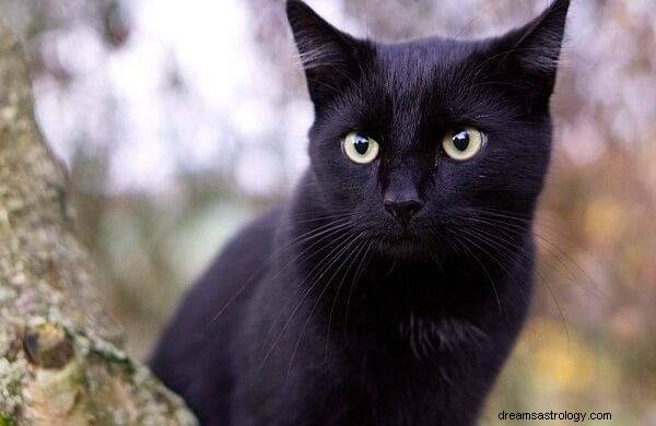 Kattdrömmens betydelse och tolkning:Vad symboliserar drömmar om katter?