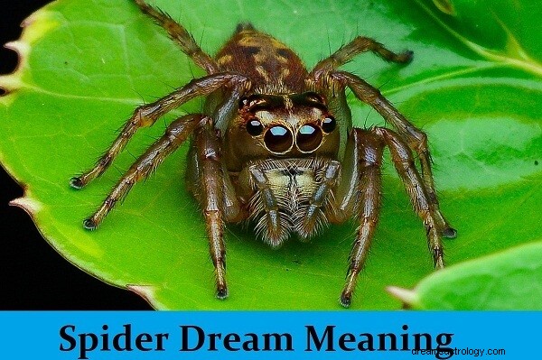 edderkoppdrømmens betydning og tolkning:hva betyr det?