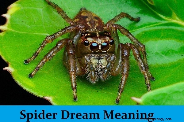 Spider Dream Betekenis en interpretatie:wat betekent het?