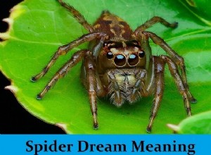 蜘蛛の夢の意味と解釈:どういう意味?