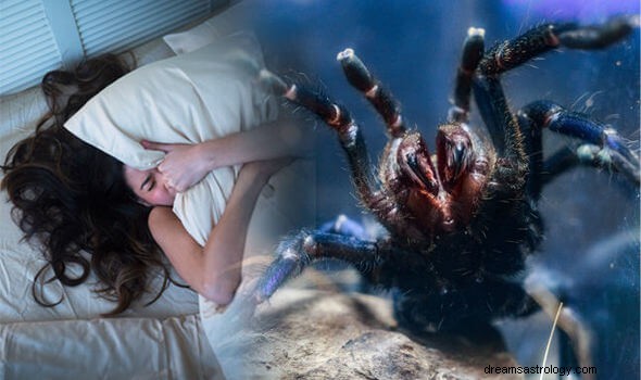 Spider Dream Betekenis en interpretatie:wat betekent het?