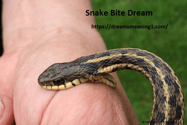 蛇に噛まれる夢の意味と解釈:探検しよう!
