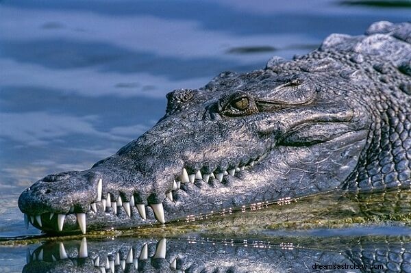 Sen aligatora Znaczenie:Co to znaczy śnić o aligatorze?