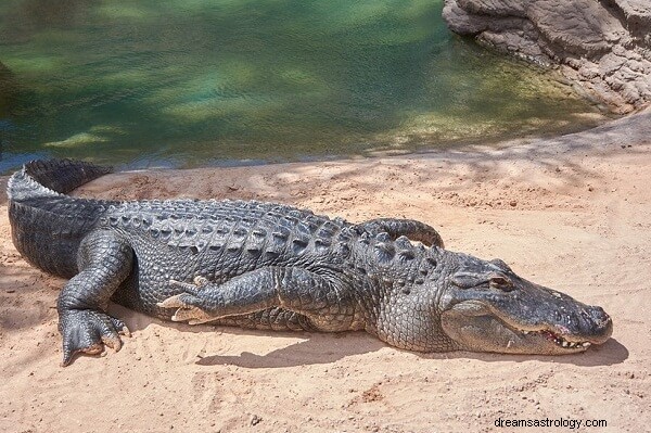 Alligator-Traum Bedeutung:Was bedeutet es, von einem Alligator zu träumen?