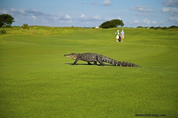 Alligator Dream Betydning:Hva betyr det å drømme om en alligator?