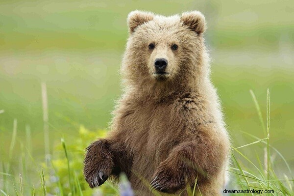 Bear Dream Betydning:Hva betyr det hvis du drømmer om en bjørn?