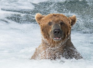 Rêve d ours Signification :qu est-ce que cela signifie si vous rêvez d un ours ?
