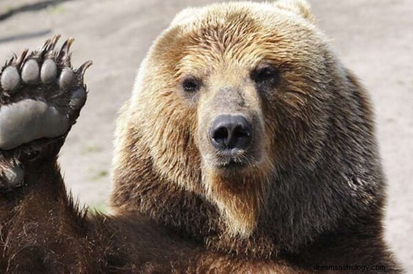 Bärentraum Bedeutung:Was bedeutet es, wenn Sie von einem Bären träumen?