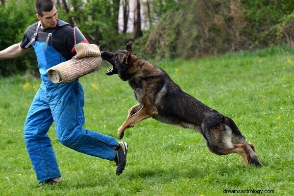 Hundattack i dröm:Vad betyder det när du drömmer om en hund som attackerar dig?