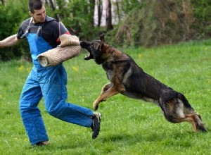 Hundeangreb i drøm:Hvad betyder det, når du drømmer om en hund, der angriber dig?