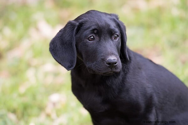 Schwarzen Hund in der Bedeutung und Interpretation von Träumen sehen