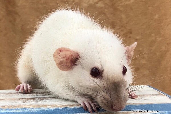 Traumdeutung von Ratten:Was bedeutet es, wenn Sie von Ratten träumen?