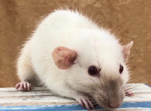 Výklad krysího snu:Co to znamená, když sníte o krysách?