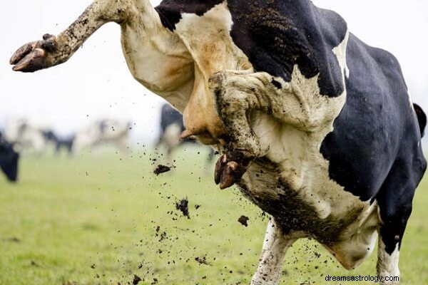 L attaque d une vache dans un rêve :qu est-ce que cela signifie et symbolise ? Interprétons !