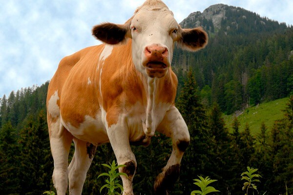 Útok krávy ve snu:Co to znamená a symbolizuje? Pojďme tlumočit!