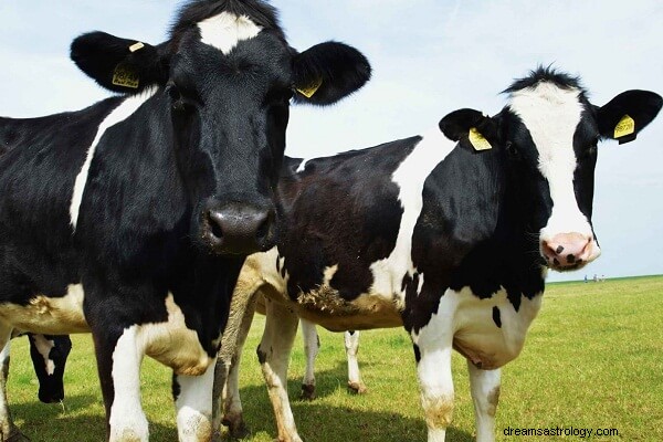 Drømmebetydning af ko, der jagter dig:Hvad betyder det?
