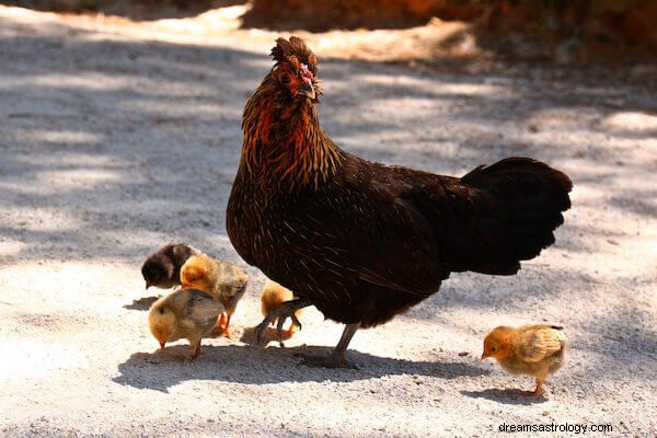 Toter Hühnertraum Bedeutung:Was bedeutet ein totes Huhn?