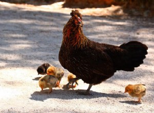 Význam mrtvého kuřete:Co znamená mrtvé kuře?