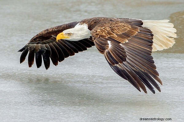 Significado e interpretación del sueño del águila