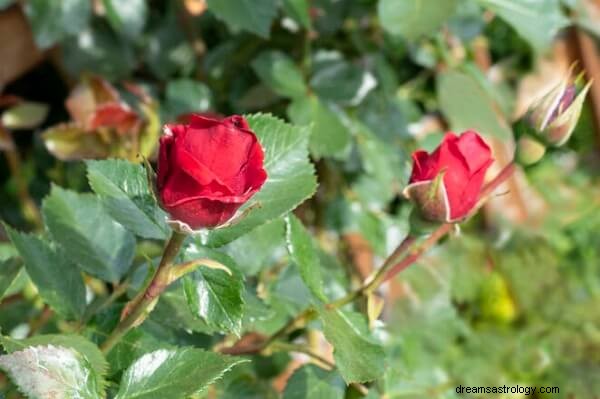 Rote Rose im Traum:Was bedeutet das? Lassen Sie uns jetzt interpretieren