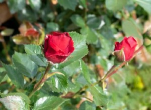 Rød rose i drøm:Hvad betyder det? Lad os tolke nu